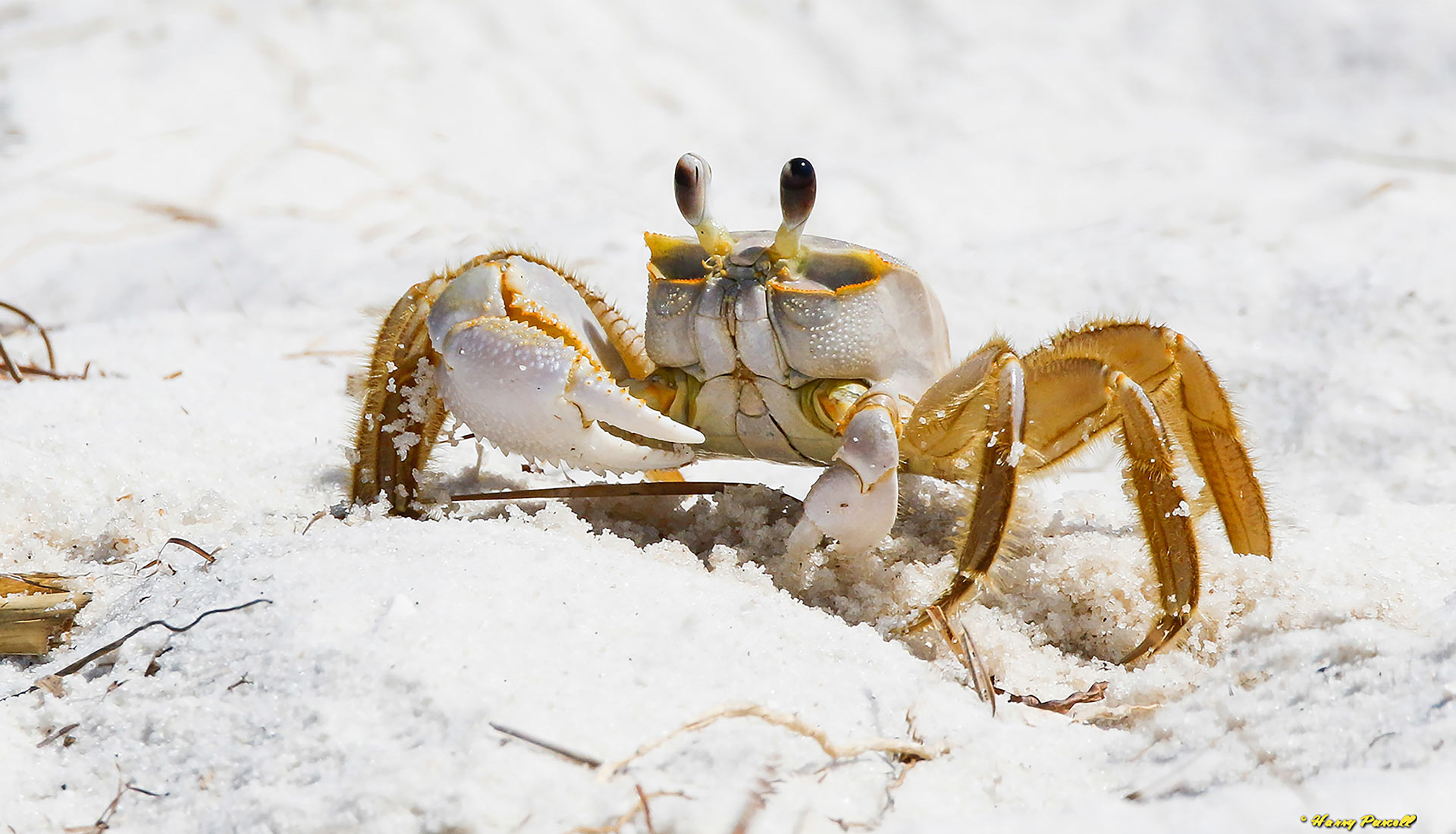 Ghost Crab