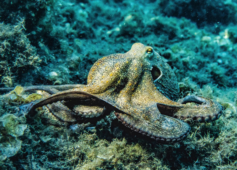 Octopus Nav