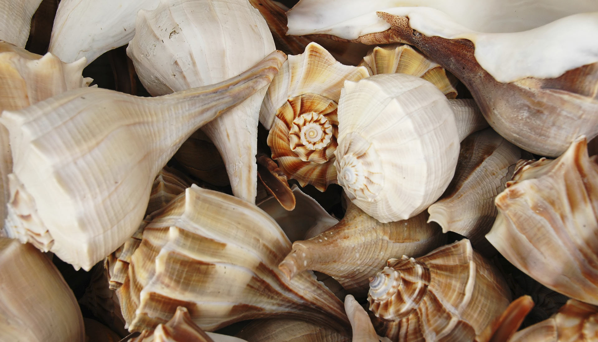 Seashells