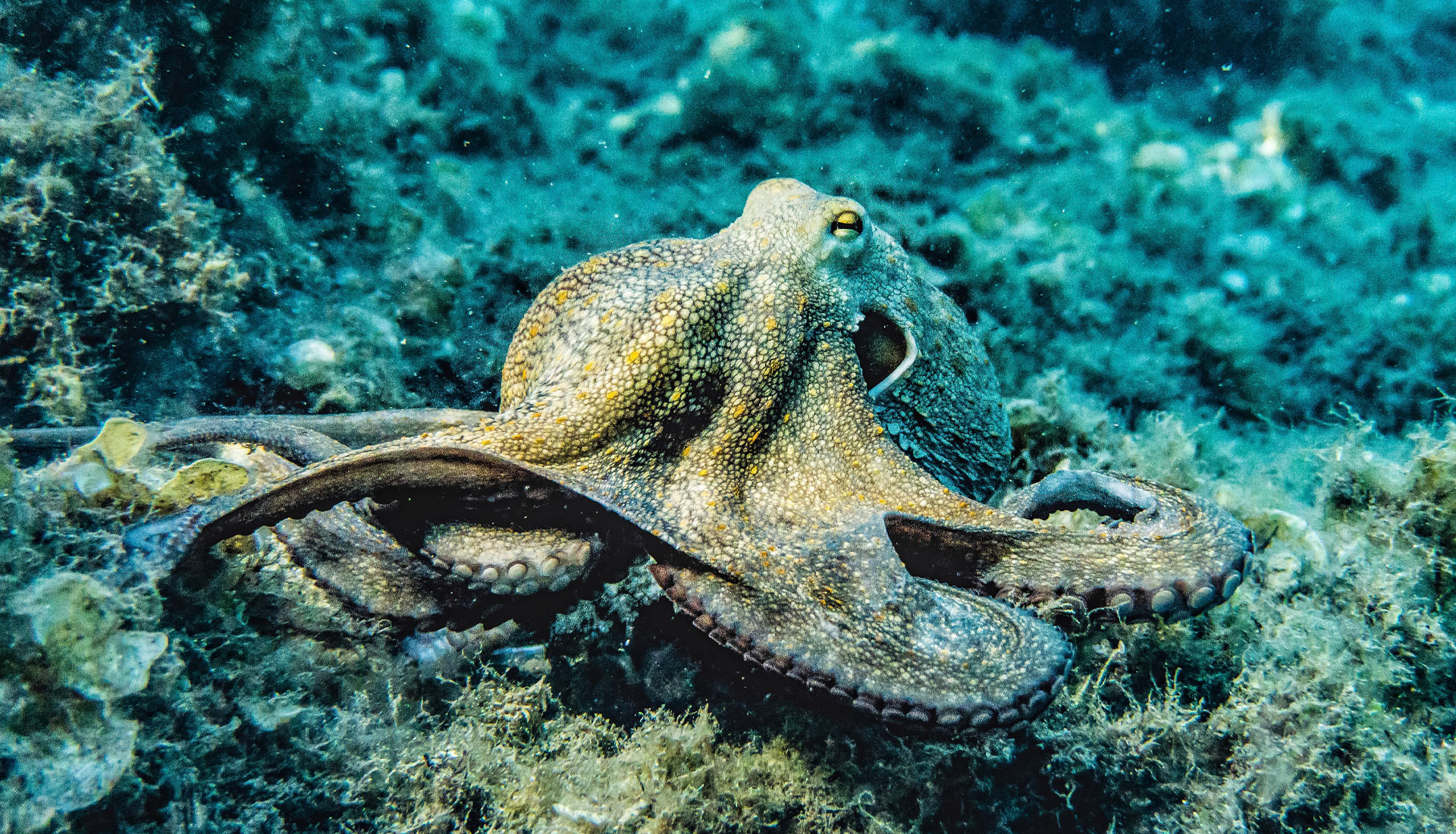 Octopus