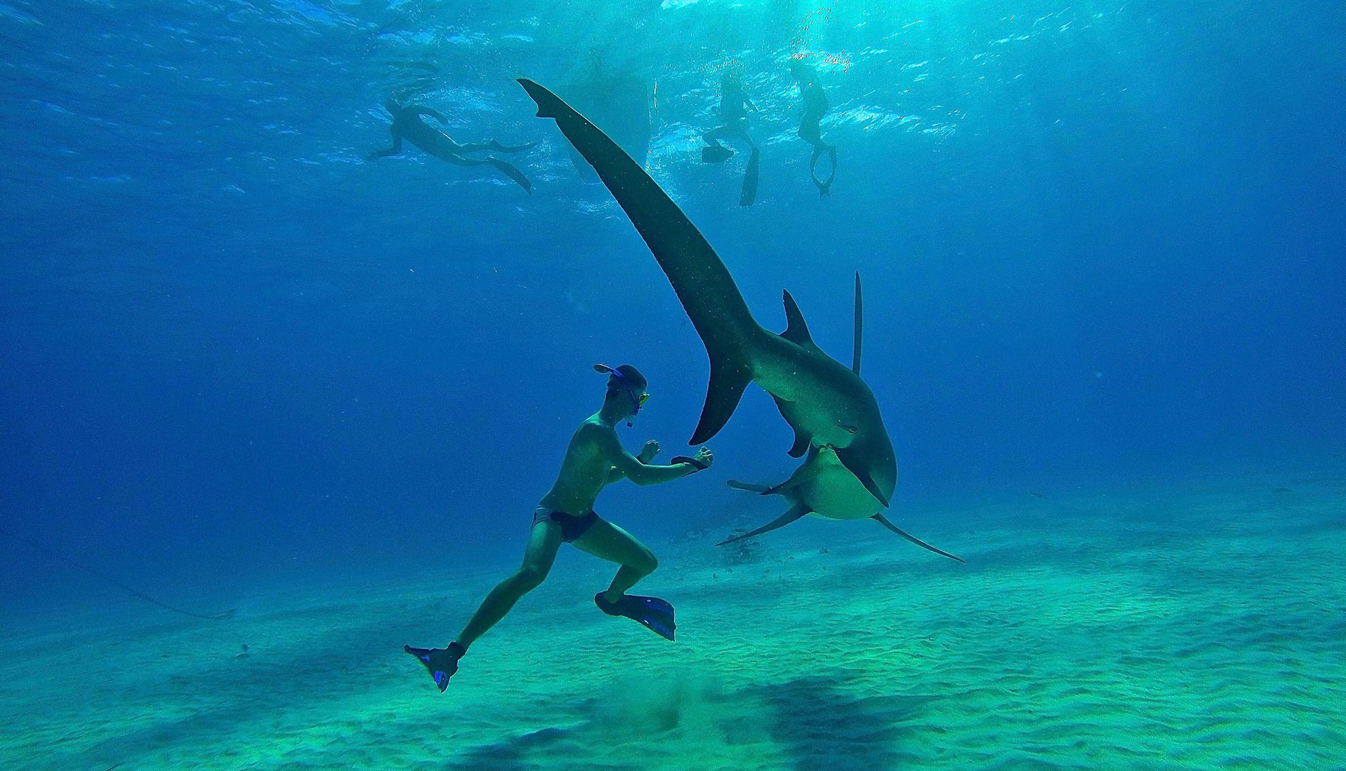 Thresher Shark