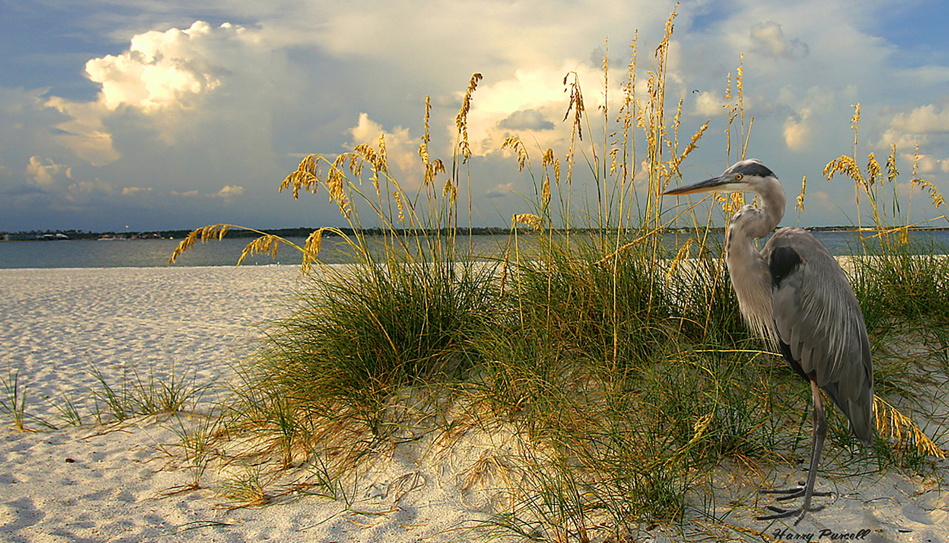 Great Blue Heron in Sea Oats