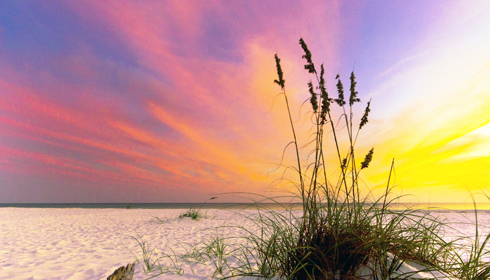 Sea Oats #2