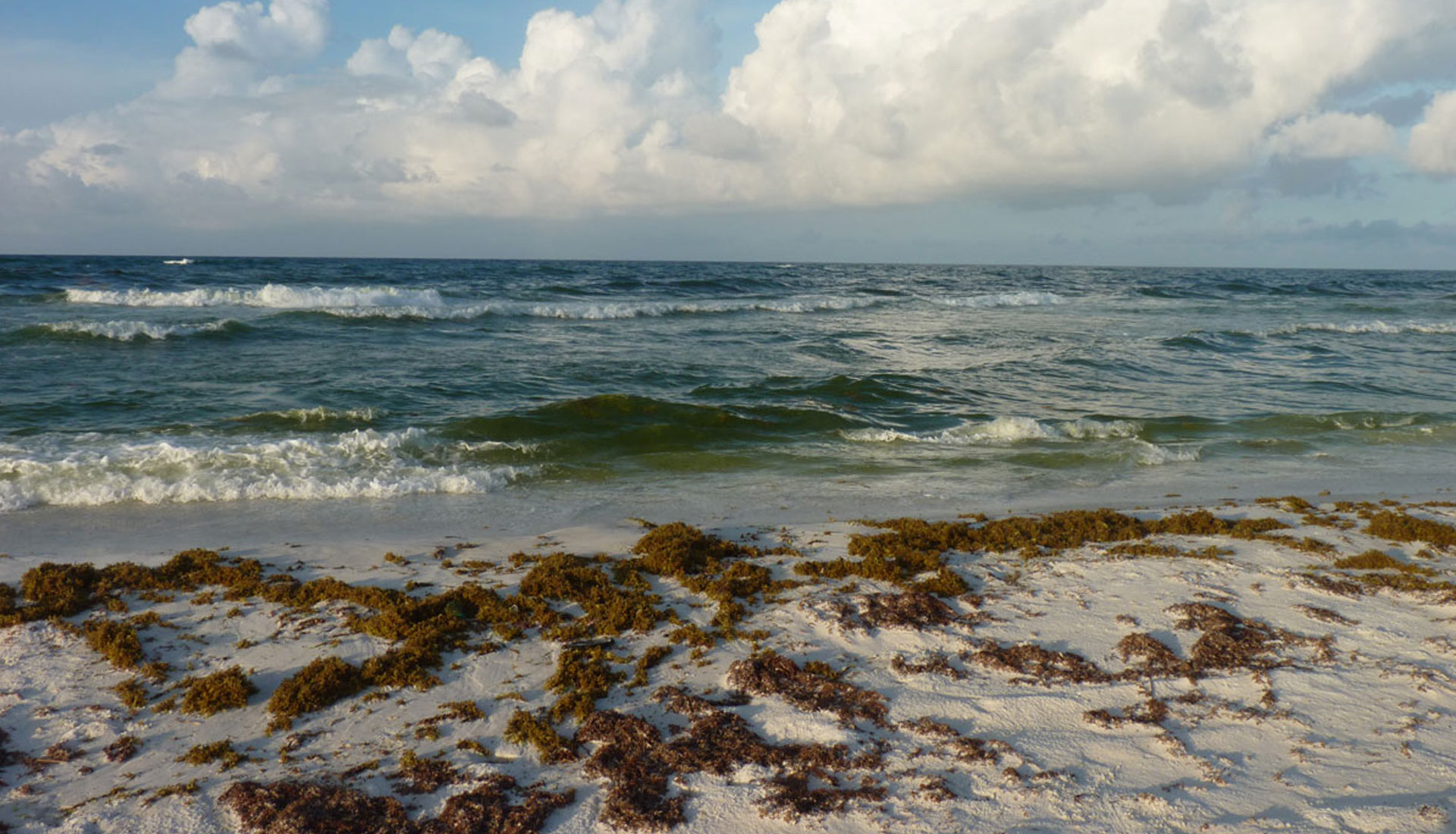 Seaweed on Beach