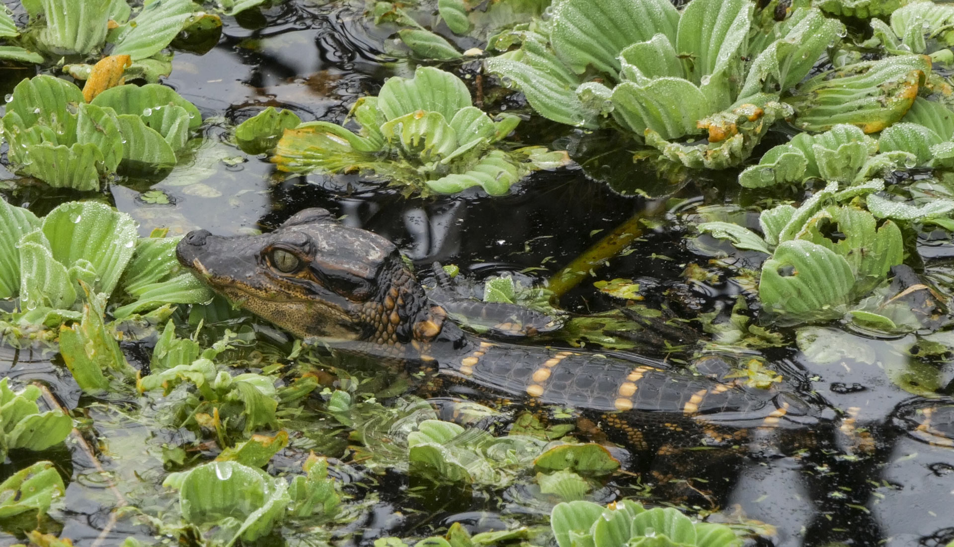 Alligators - Eco Trail