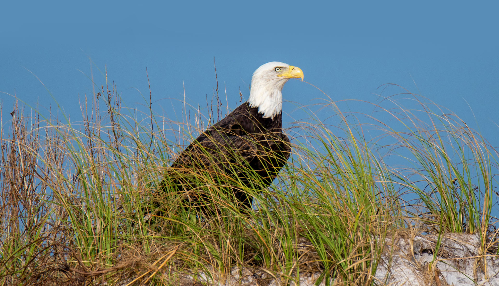 Eagle