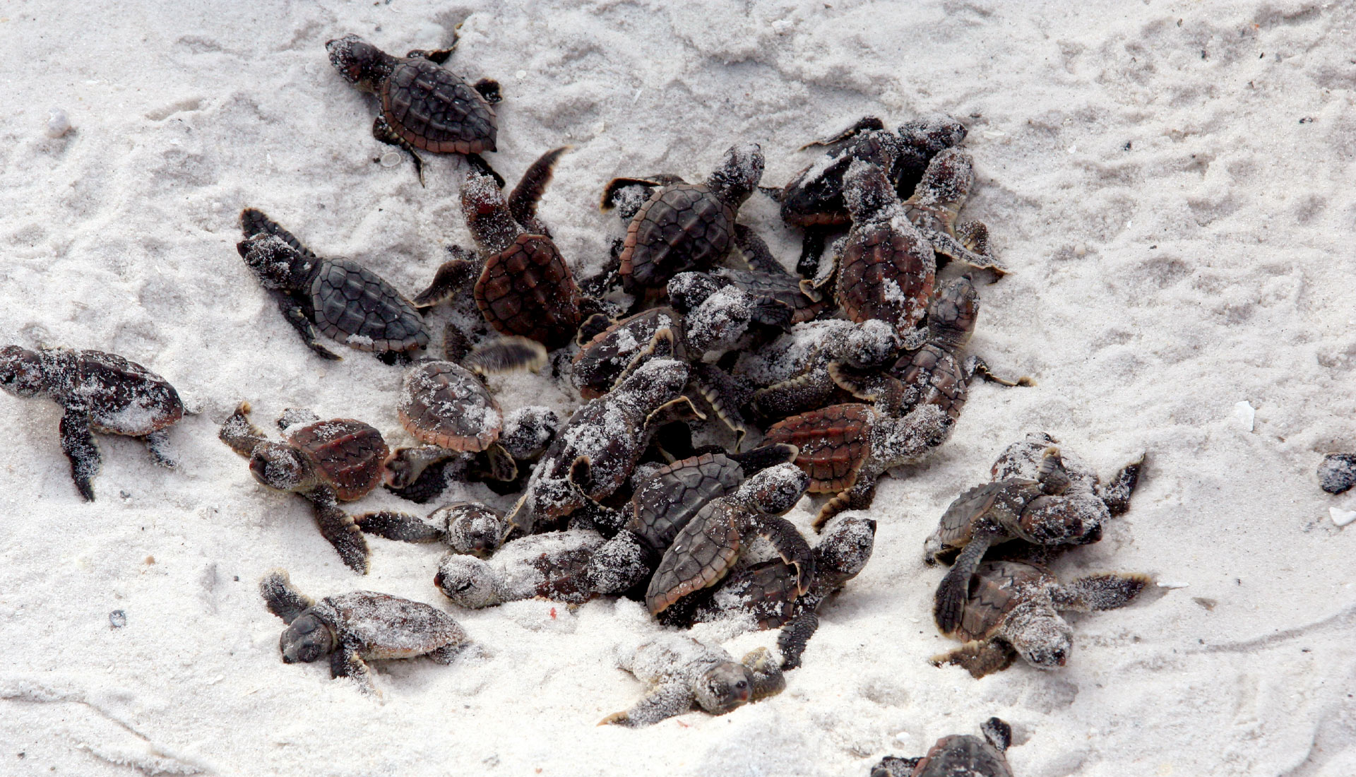Sea Turtles