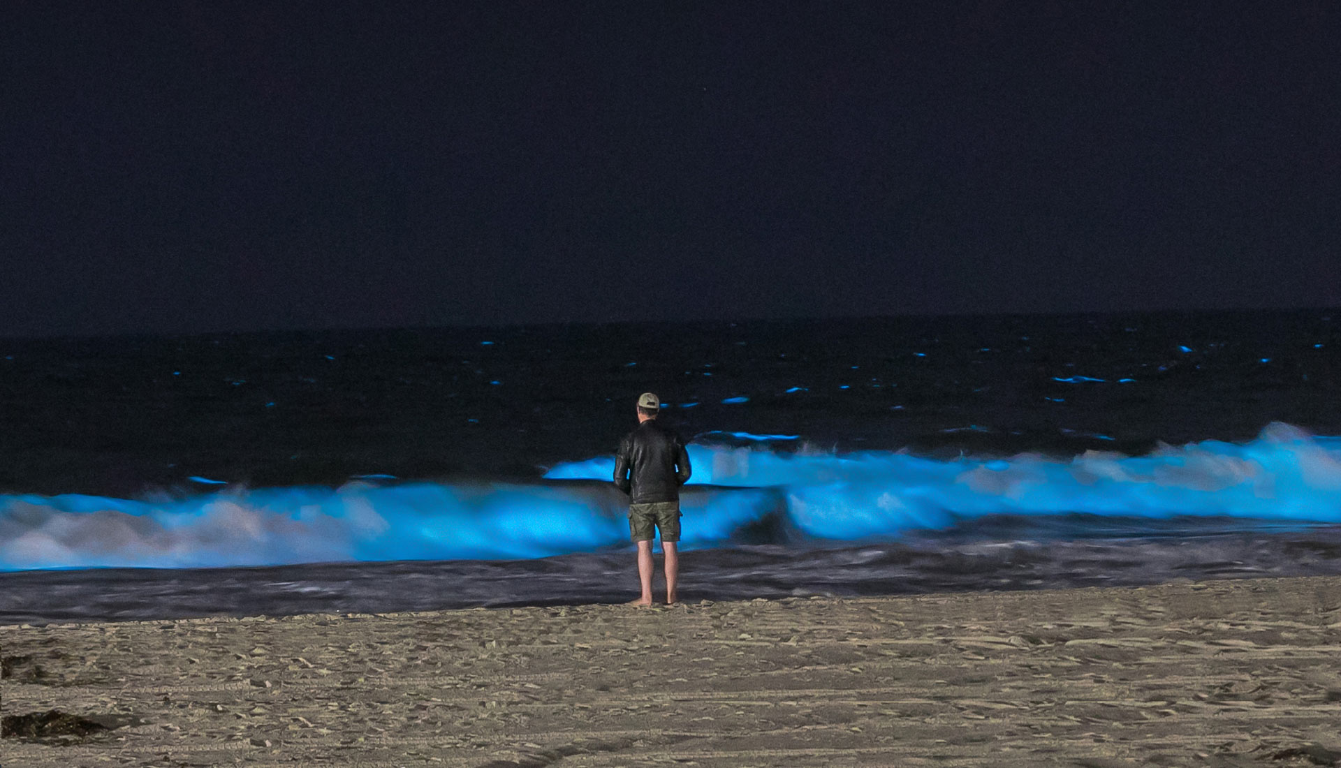 Bioluminescence