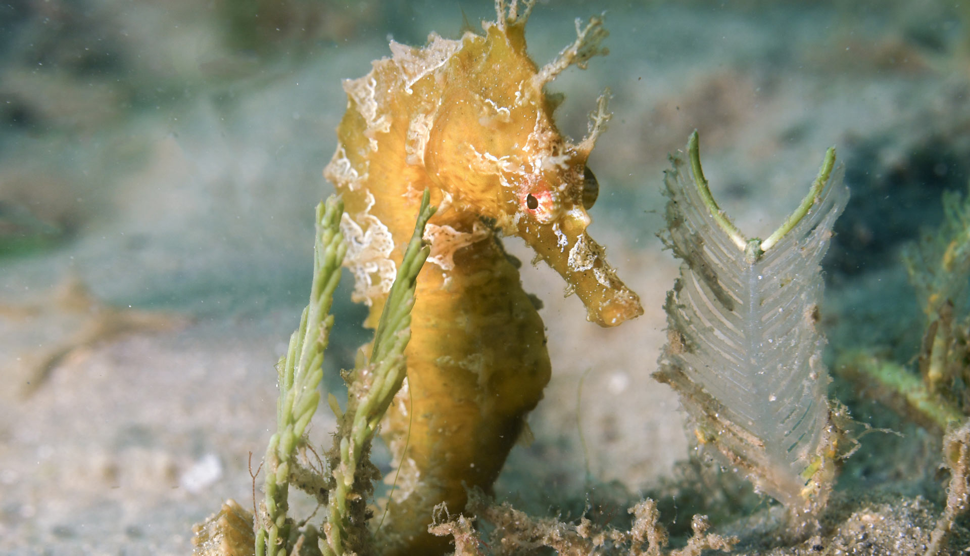 Seahorse