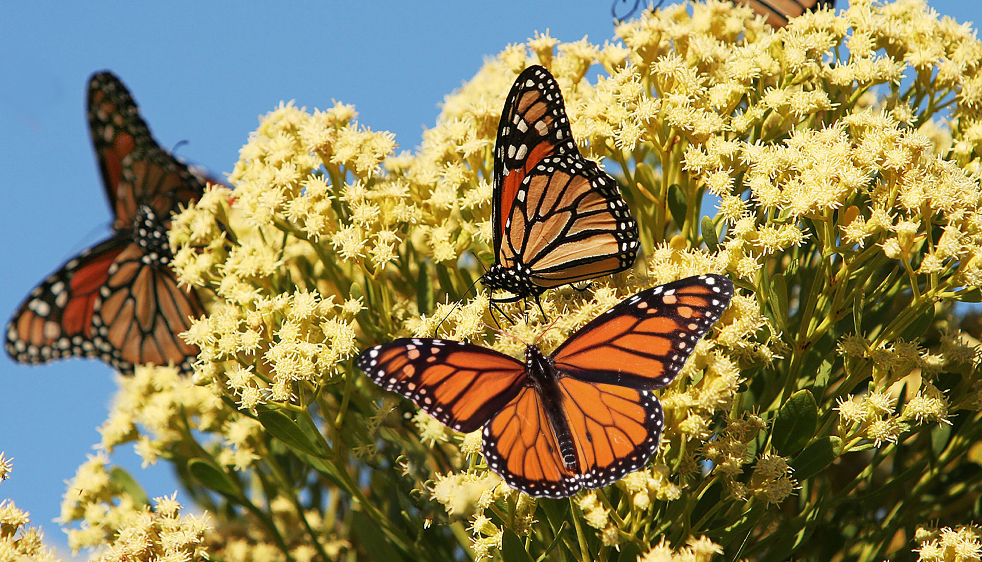 Shrubs with Butterflies