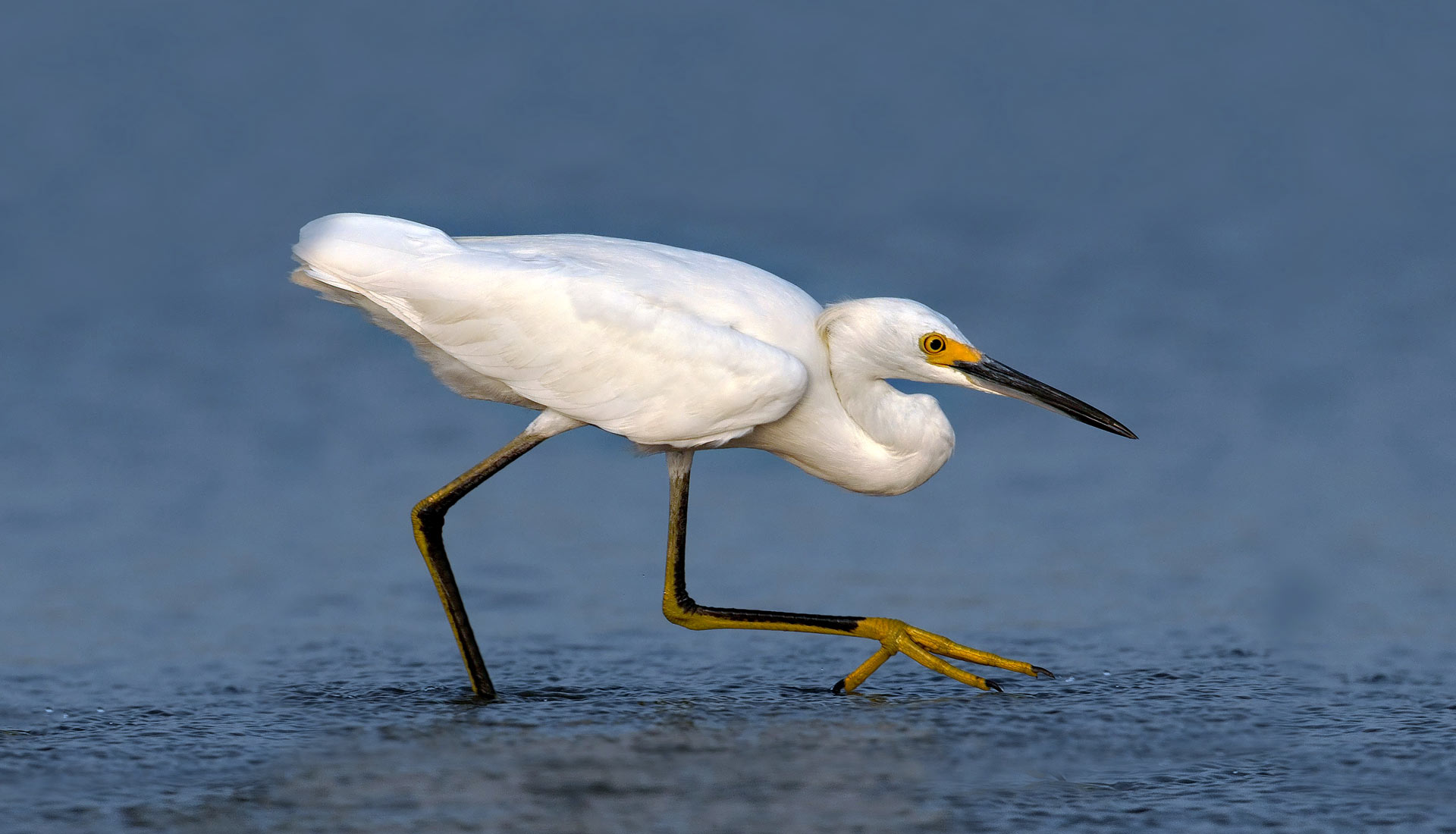 wading-birds-eco-trail