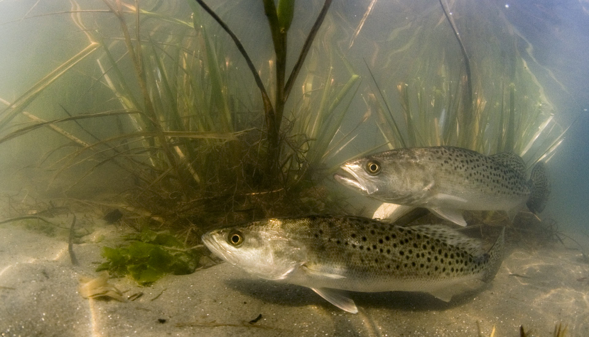 Seagrass